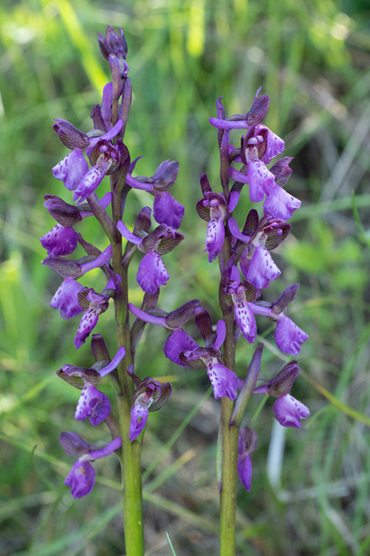Anacamptis morio