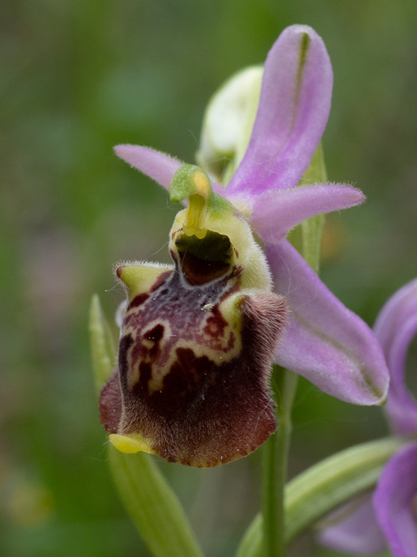 Ophrys holoserica