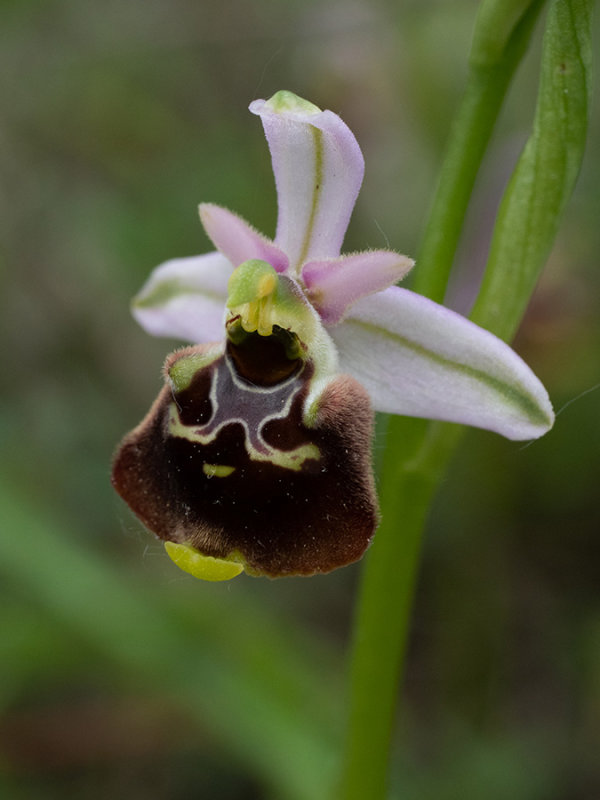 Ophrys holoserica