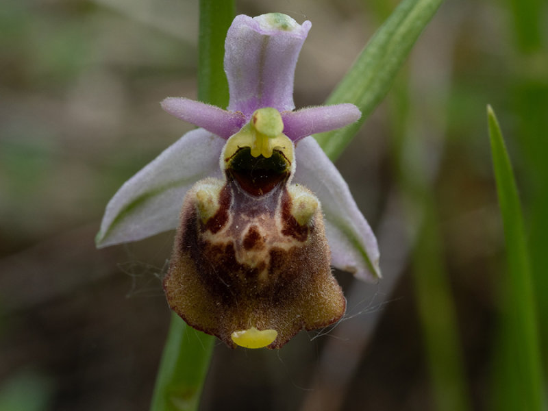 Ophrys holoserica