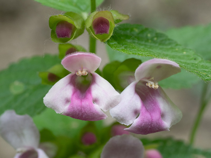 Melittis melissophyllum   