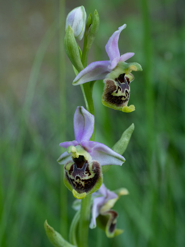 Ophrys holoserica
