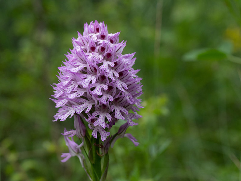 Neotinea tridentata