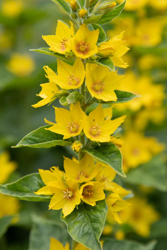 Lysimachia punctata