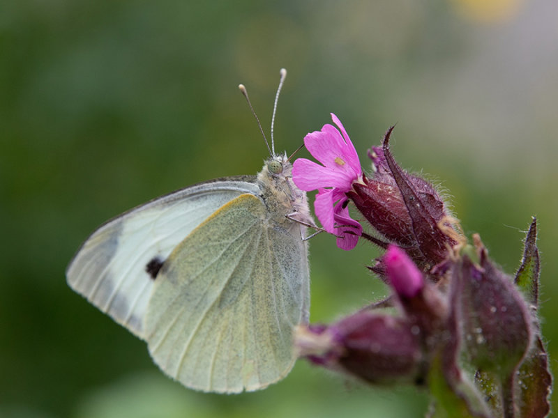 Pieris rapae