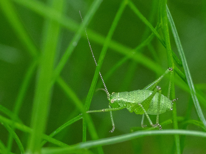 almost perfect camouflage