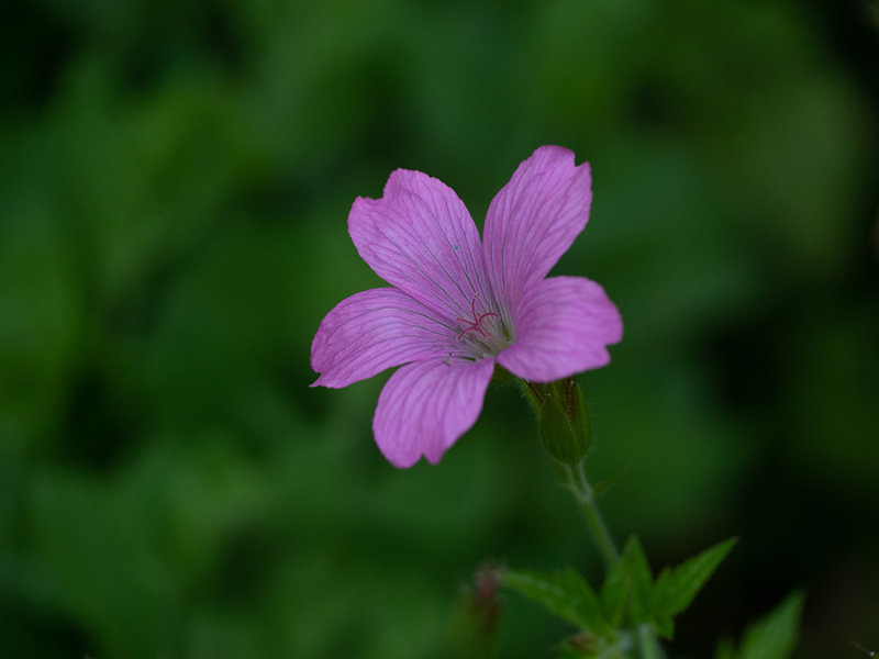 Geranium