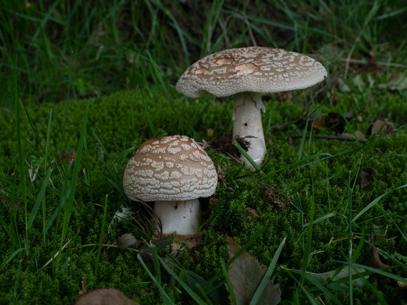 Amanita rubescens  