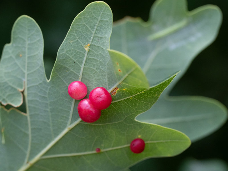 oak apples