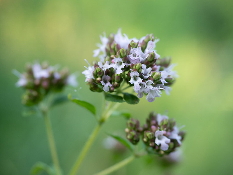 Origanum vulgare