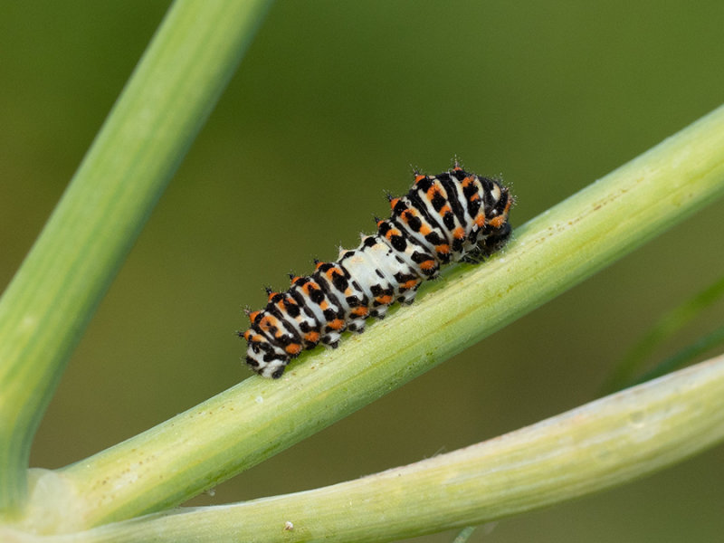 Papilio machaon