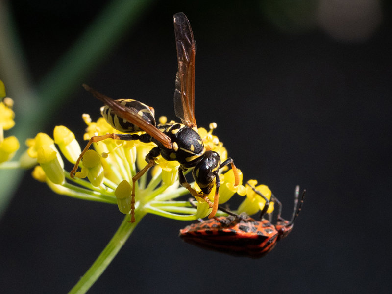 Polistes dominilus    