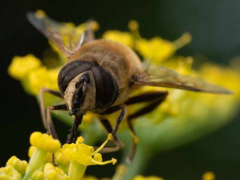 Eristalis tenax