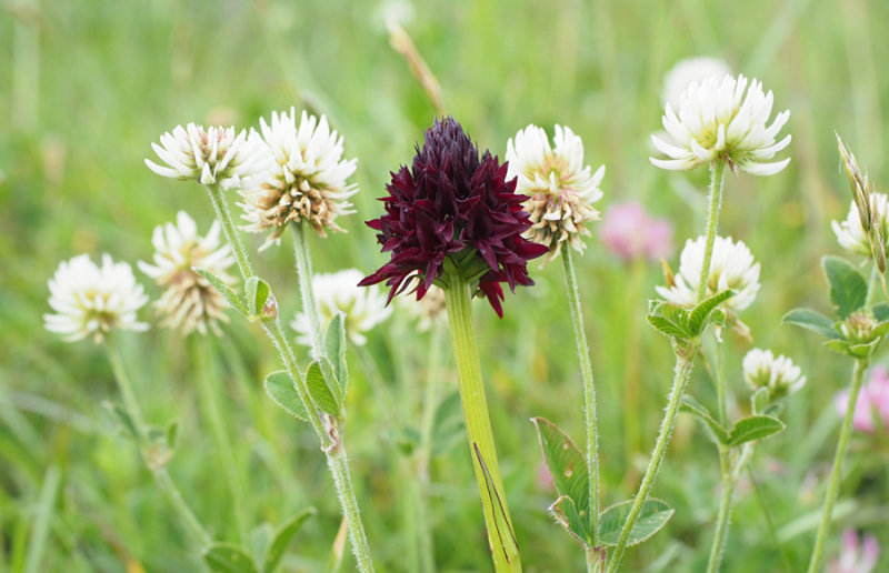 Gymnadenia rhellicani