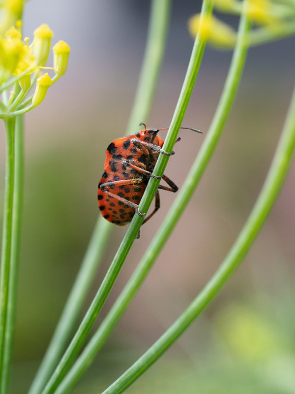 Graphosoma italicum