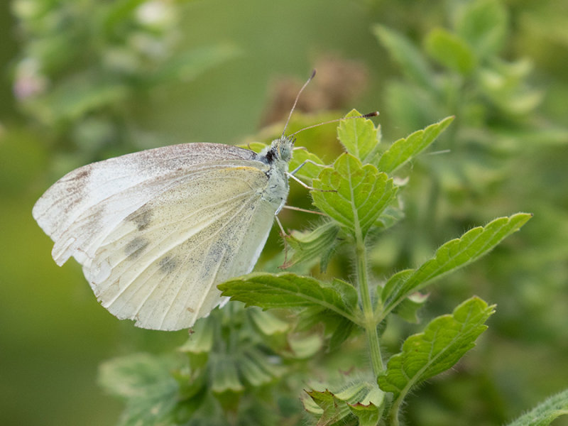 Pieris rapae