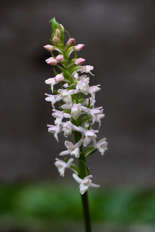Gymnadenia odoratissima