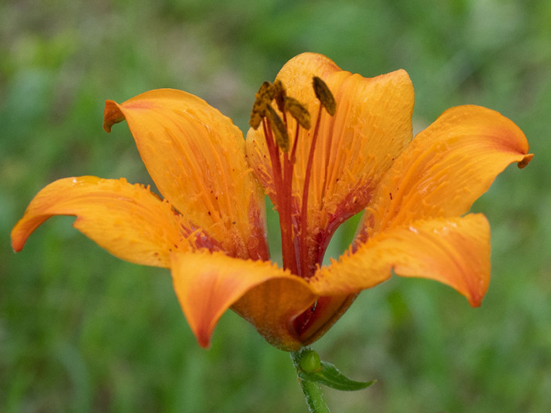 Lilium bulbiferum  