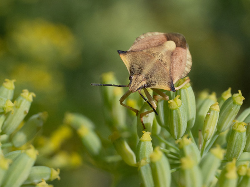 Carpocorus fuscispinus