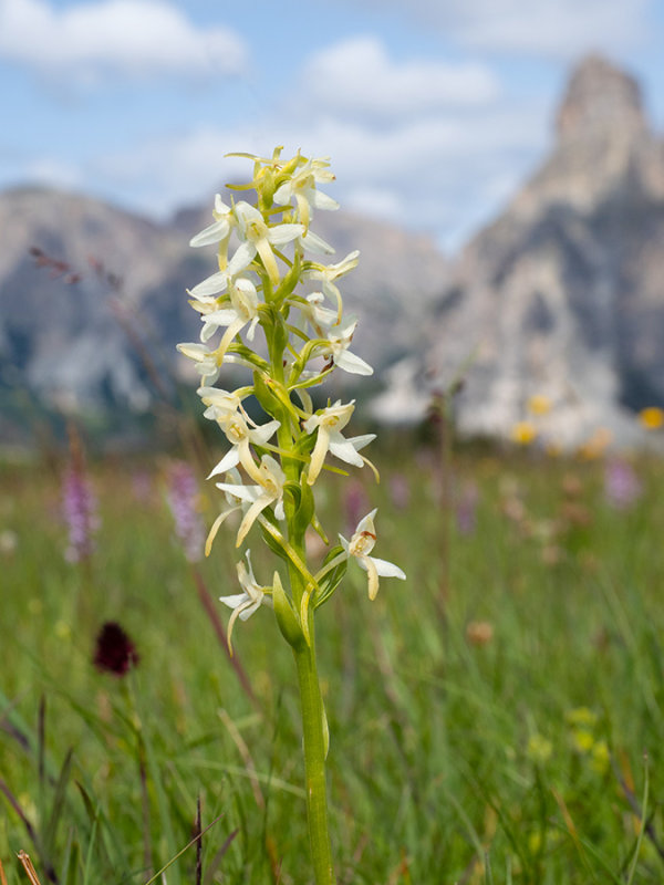 Platanthera bifolia   