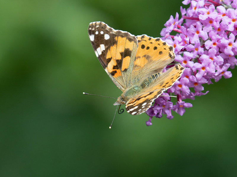 Vanessa cardui  
