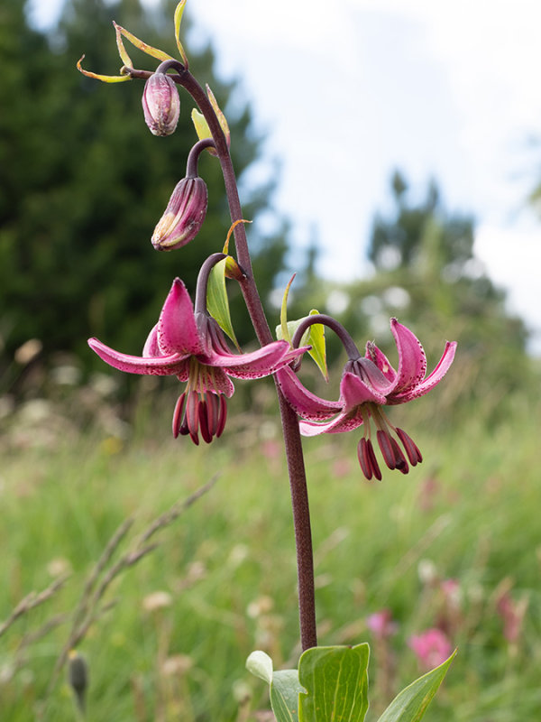 Lilium martagon