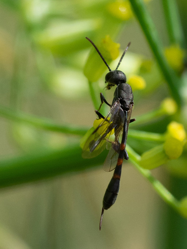 Gasteruption jaculator 
