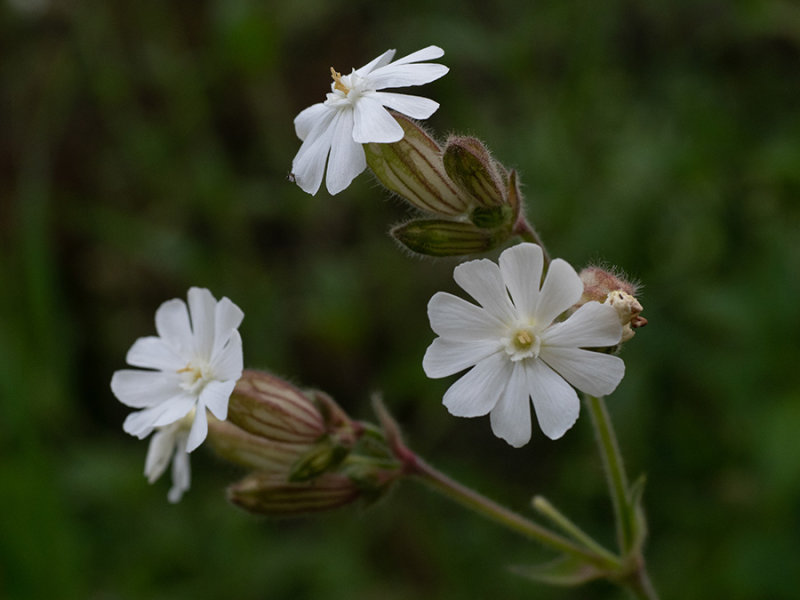 Silene latifolia  