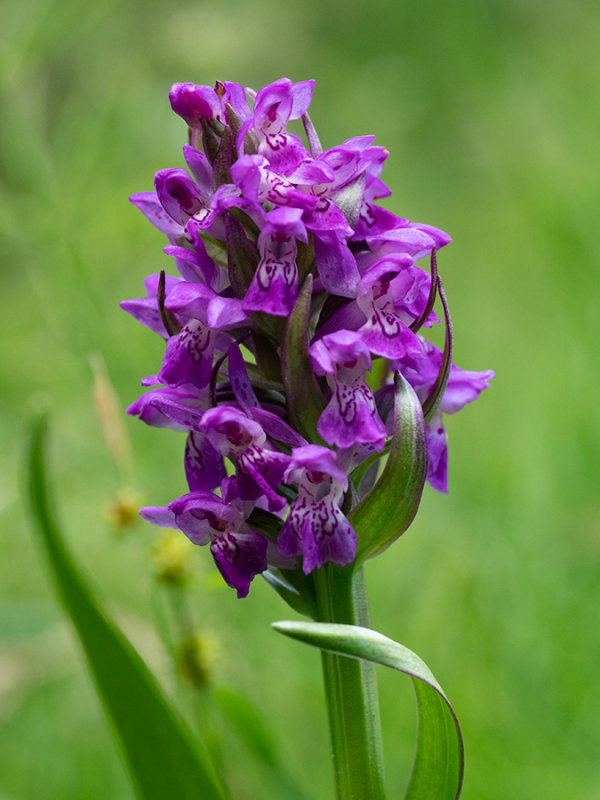 Dactylorhiza majalis alpestris