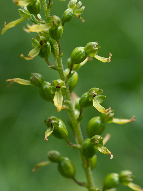 Listera ovata