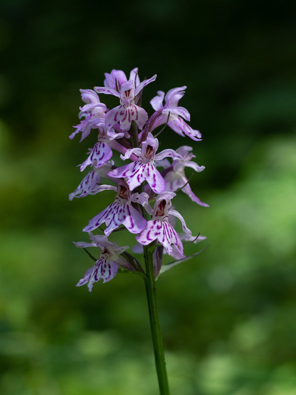 Dactylorhiza fuchsii