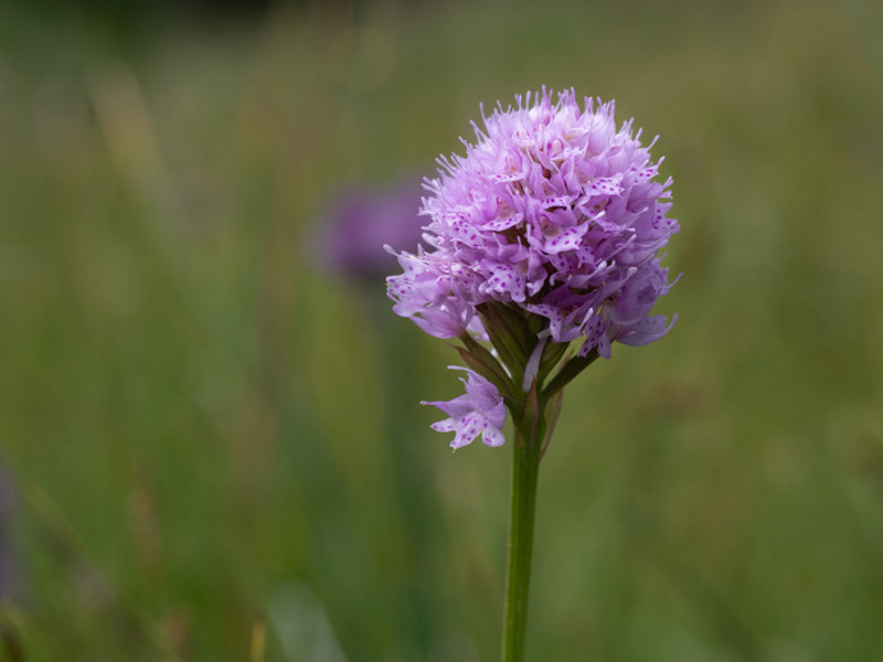 Traunsteinera globosa