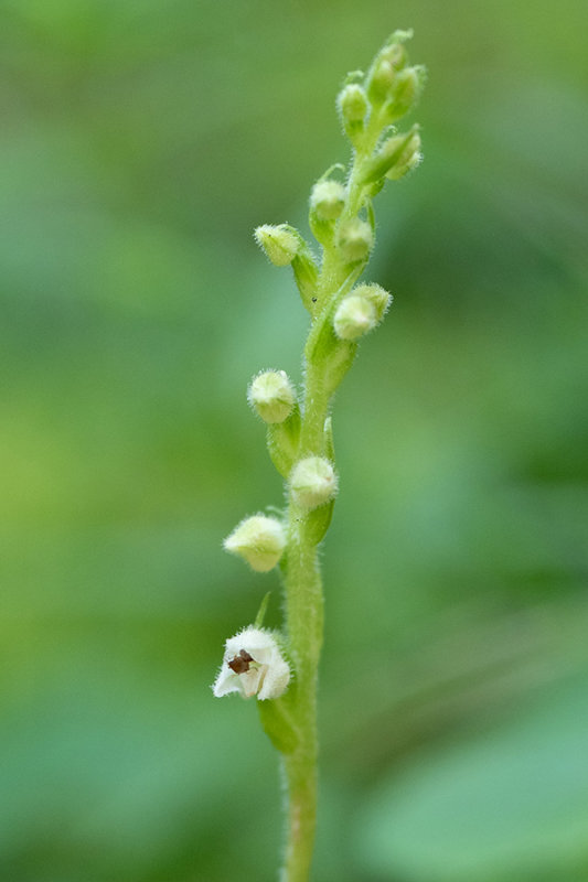 Goodyera repens