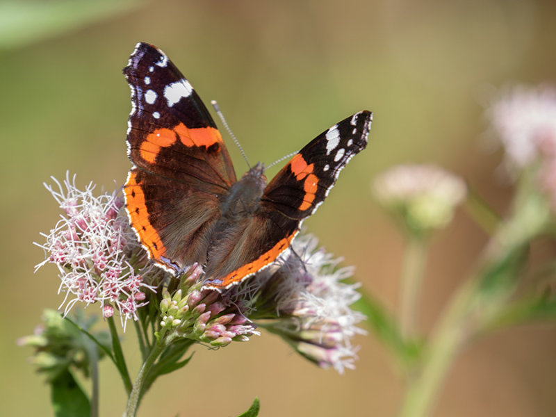Vanessa atalanta