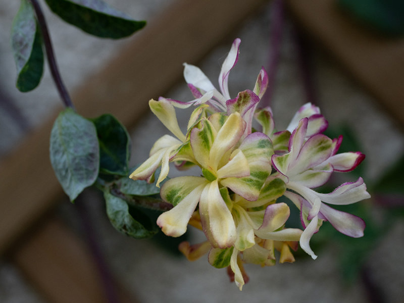 Lonicera caprifolium