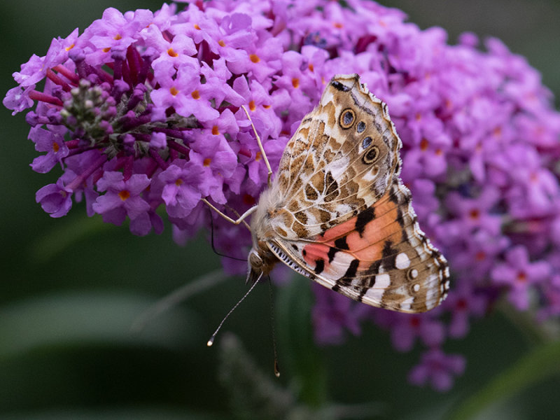 Vanessa cardui