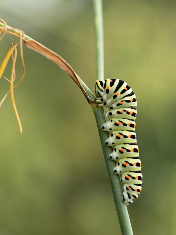 Papilio machaon