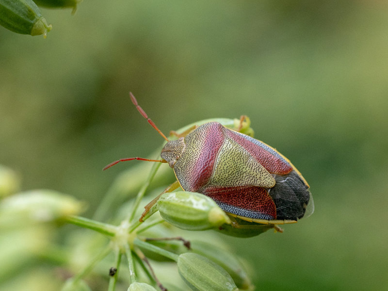 Elasmucha grisea