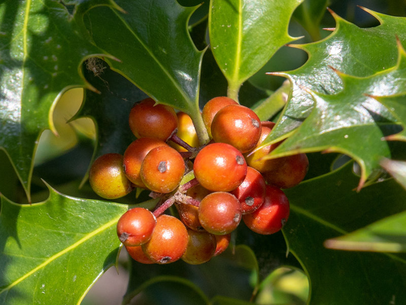 Ilex aquifolium