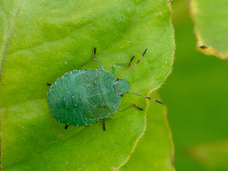 Shield bug (larva)