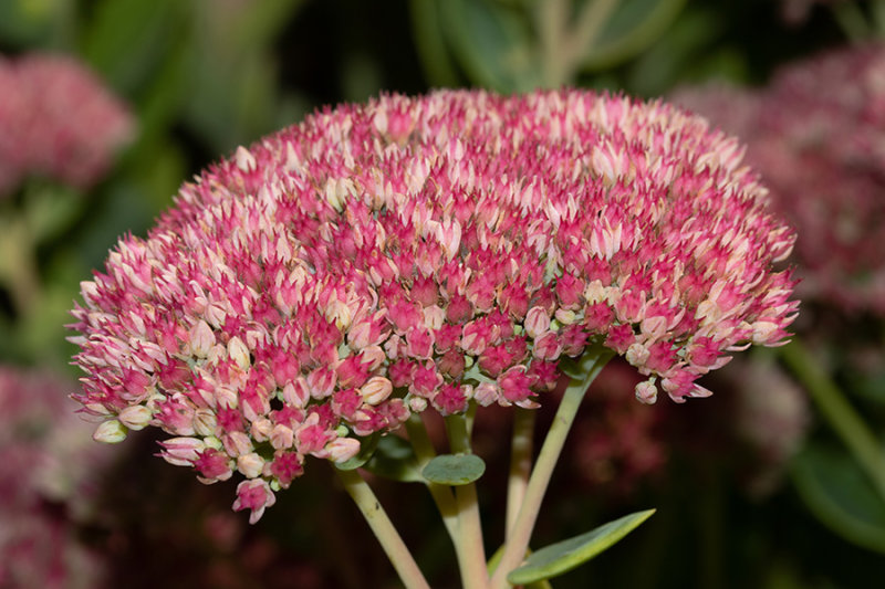 Sedum spectabile