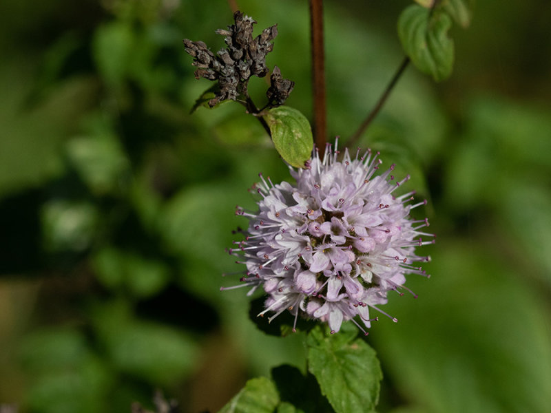 Mentha arvensis   