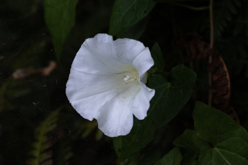 Convolvulus arvensis