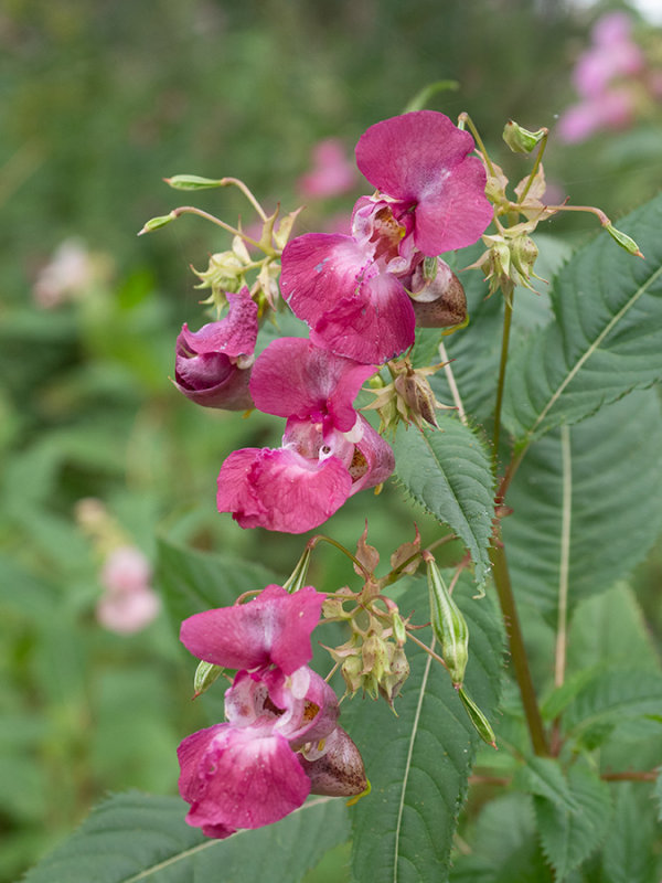 Impatiens glandulifera