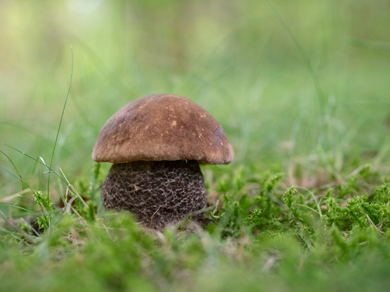 Leccinum scabrum