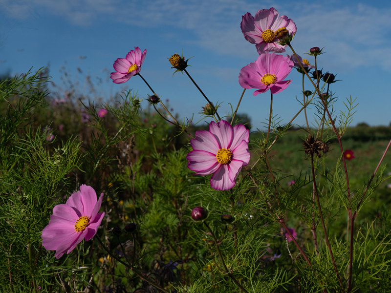 Cosmos