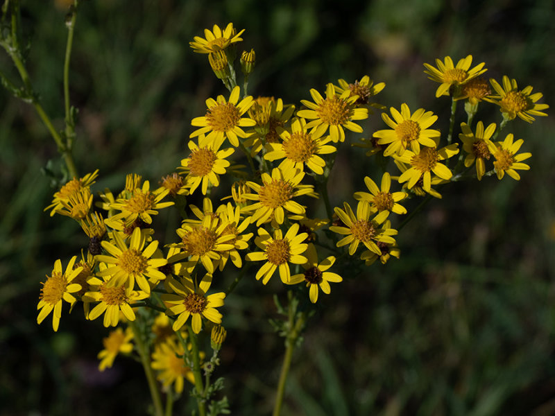 Senecio
