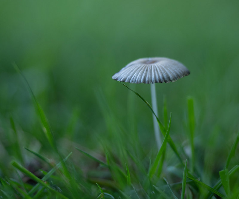 Coprinus plicatilis