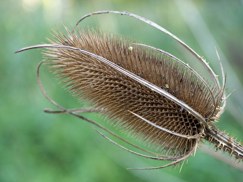 Dipsacus sylvestris  