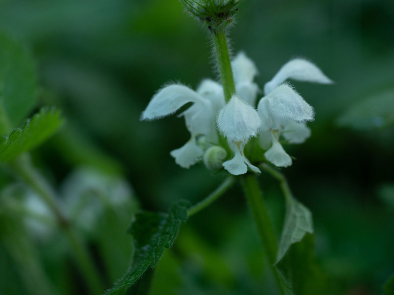 Lamium album  